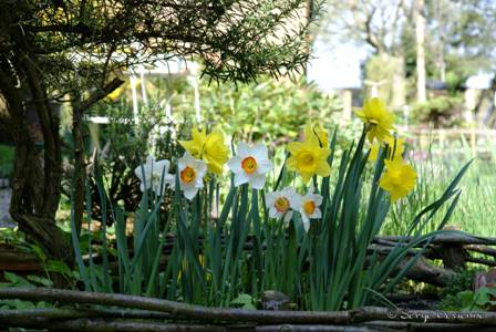 yfl_DSC05099 (2).jpg - narcisses  et jonquilles.